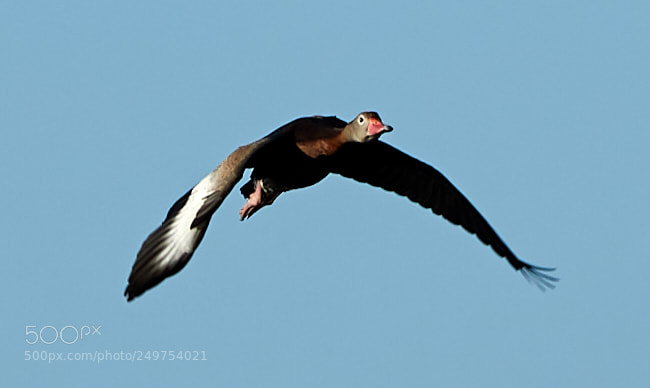 Canon EOS-1D X Mark II sample photo. 03-18-18-0008239 3.jpg photography