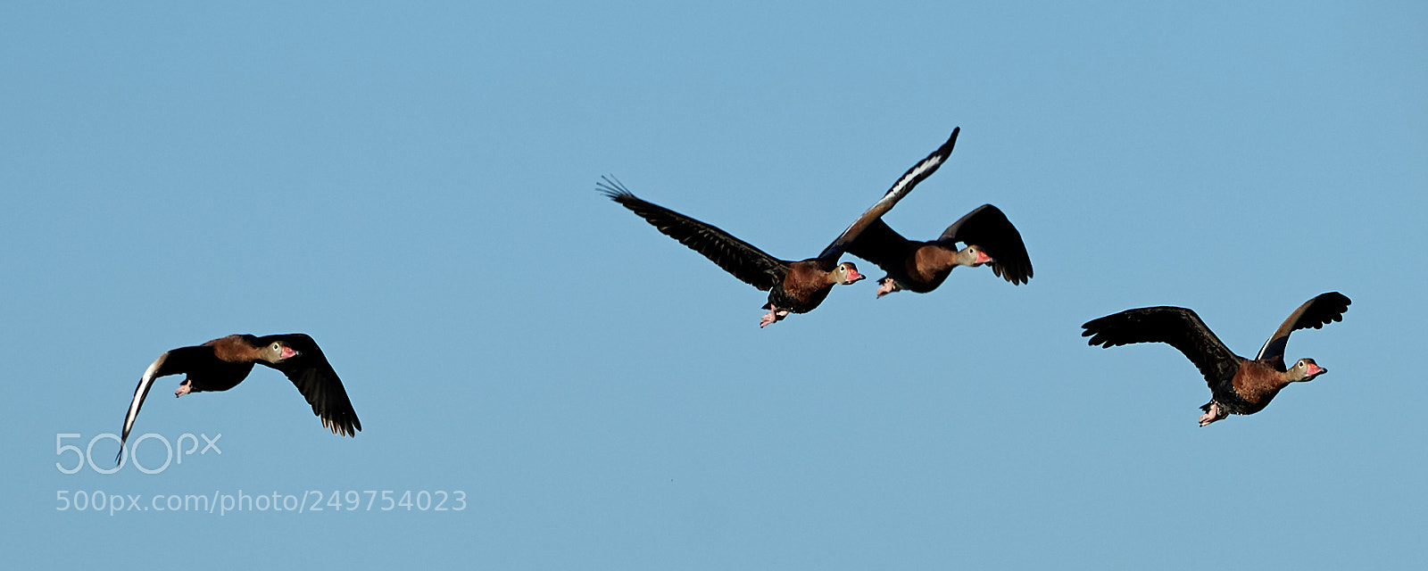 Canon EOS-1D X Mark II sample photo. 03-18-18-0008239 2.jpg photography
