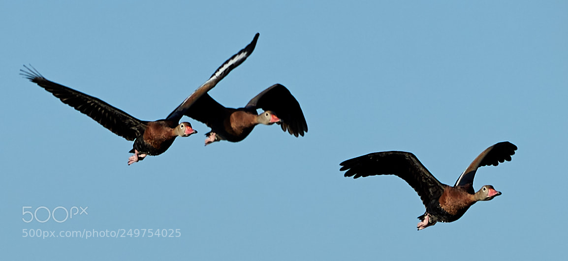 Canon EOS-1D X Mark II sample photo. 03-18-18-0008239 1.jpg photography