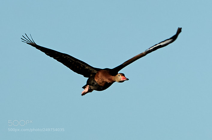 Canon EOS-1D X Mark II sample photo. 03-18-18-0008238 2.jpg photography