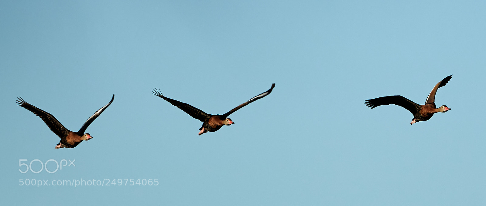 Canon EOS-1D X Mark II sample photo. 03-18-18-0008238.jpg photography