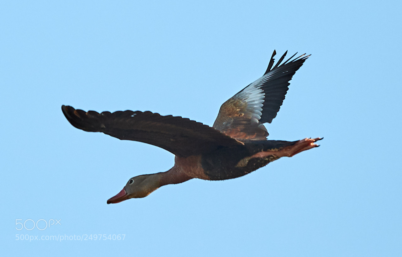 Canon EOS-1D X Mark II sample photo. 03-18-18-0008237.jpg photography