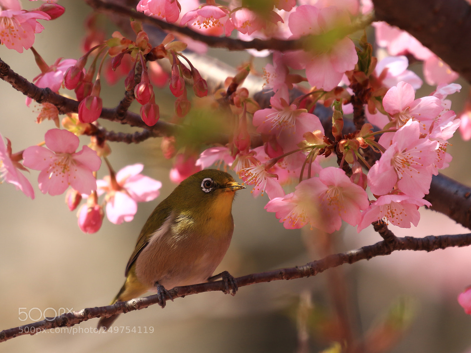Canon EOS 7D Mark II sample photo. Japanese white-eye photography