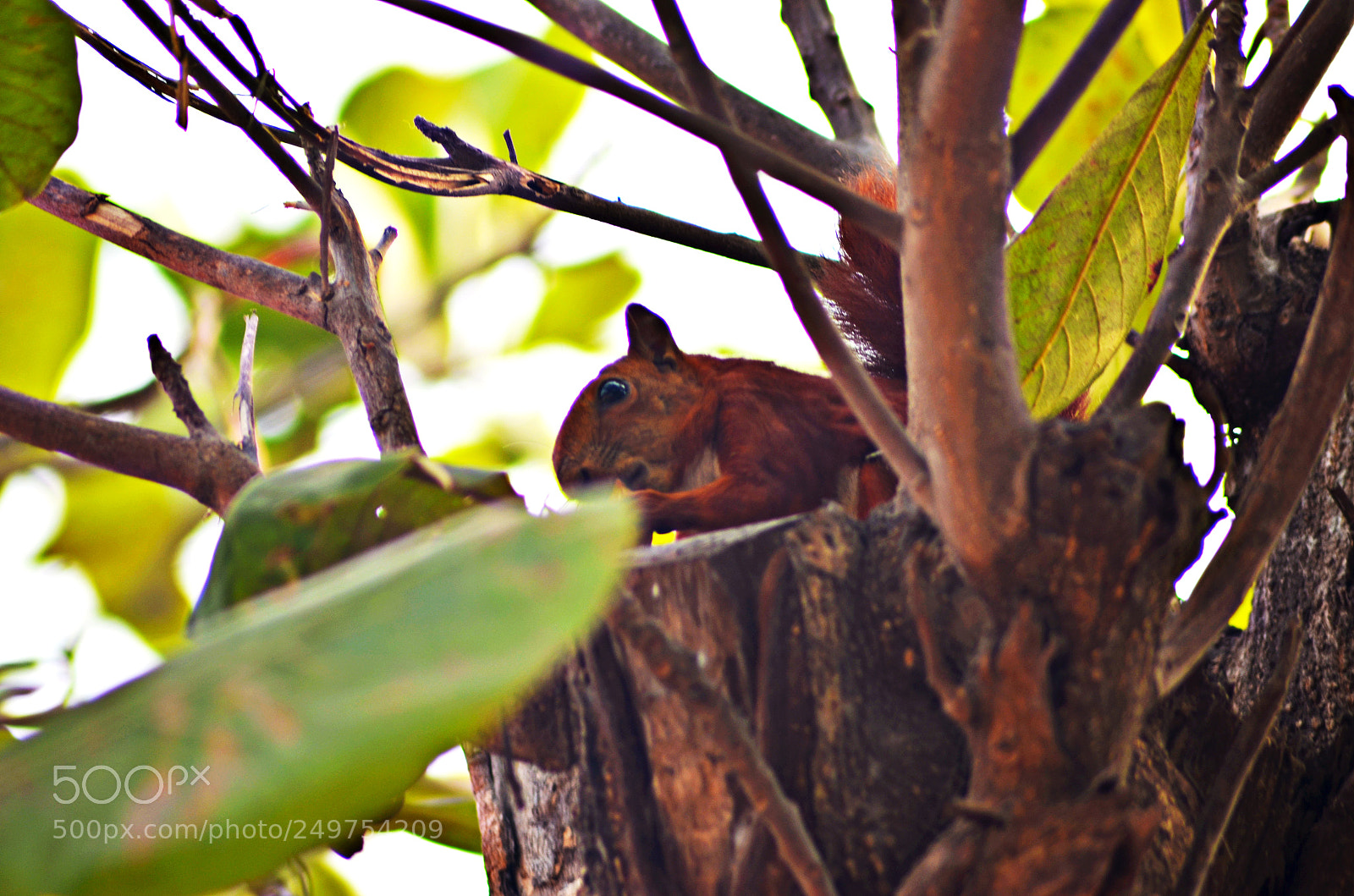 Nikon D5100 sample photo. Hidden squirrel photography