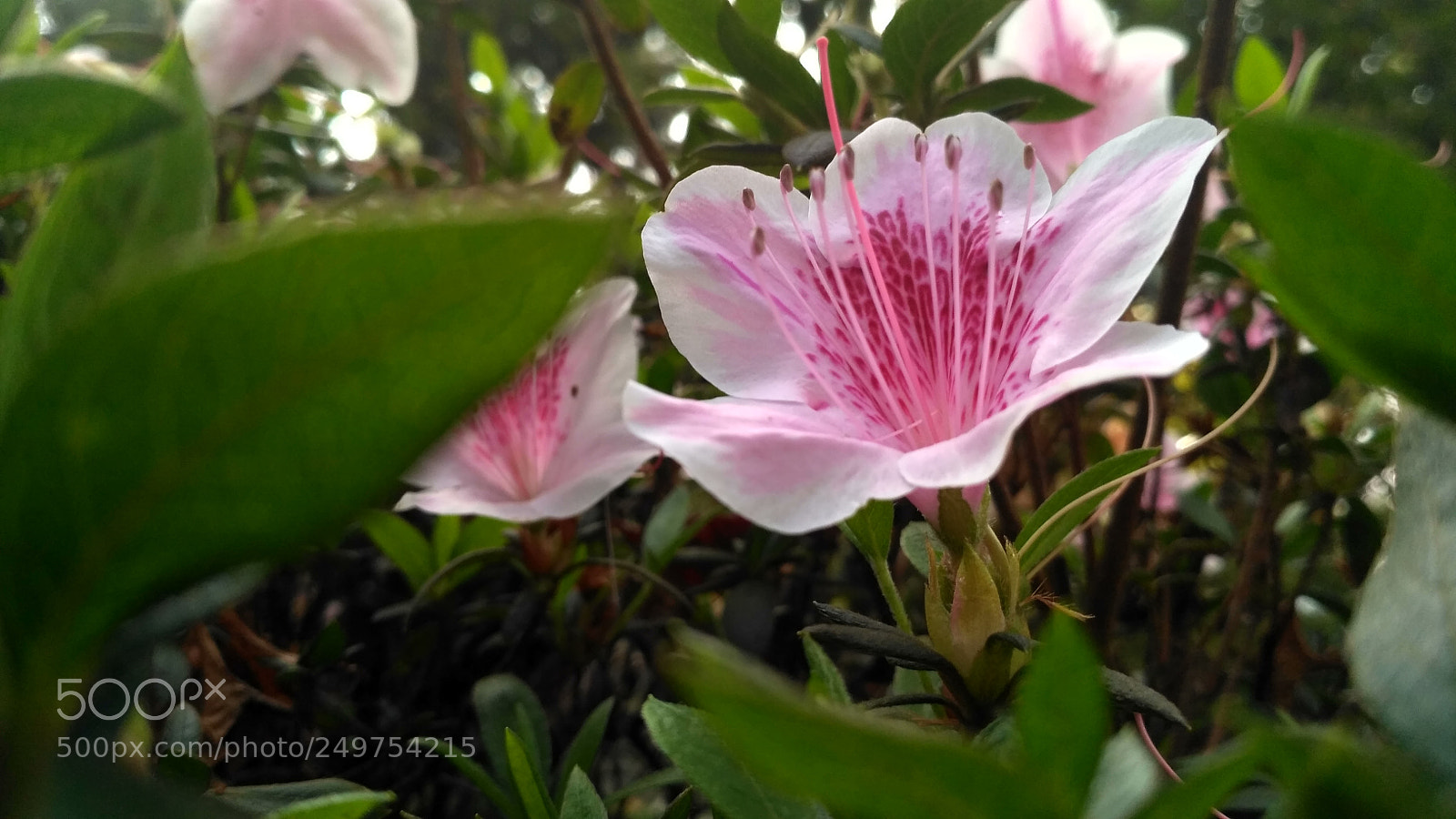 Xiaomi Redmi 3S sample photo. Flower photography