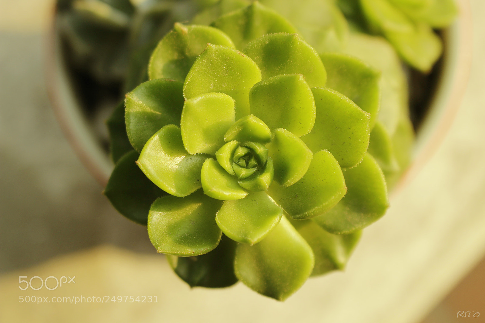 Canon EOS 700D (EOS Rebel T5i / EOS Kiss X7i) sample photo. Mg photography