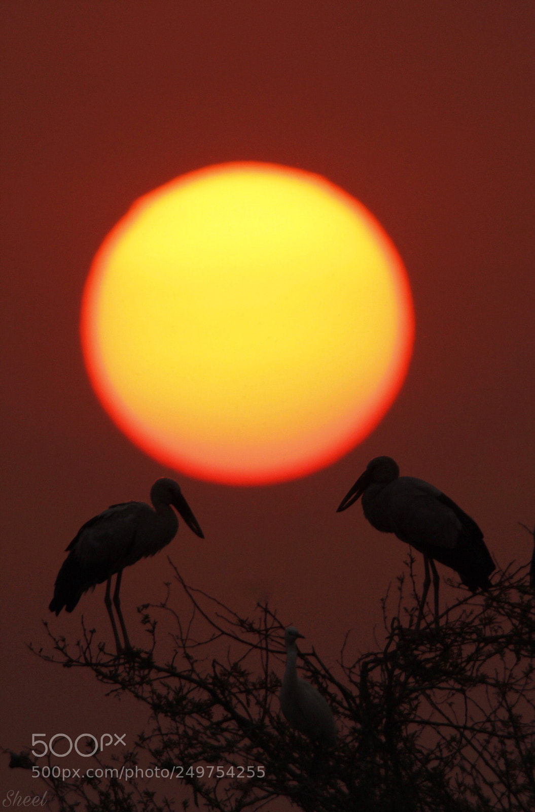 Canon EOS 600D (Rebel EOS T3i / EOS Kiss X5) sample photo. Asian openbill stork photography
