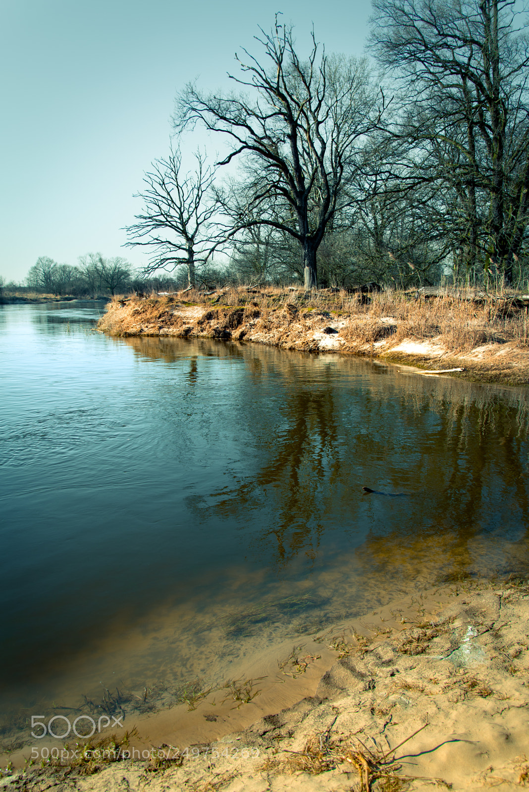 Nikon D610 sample photo. Big oak photography