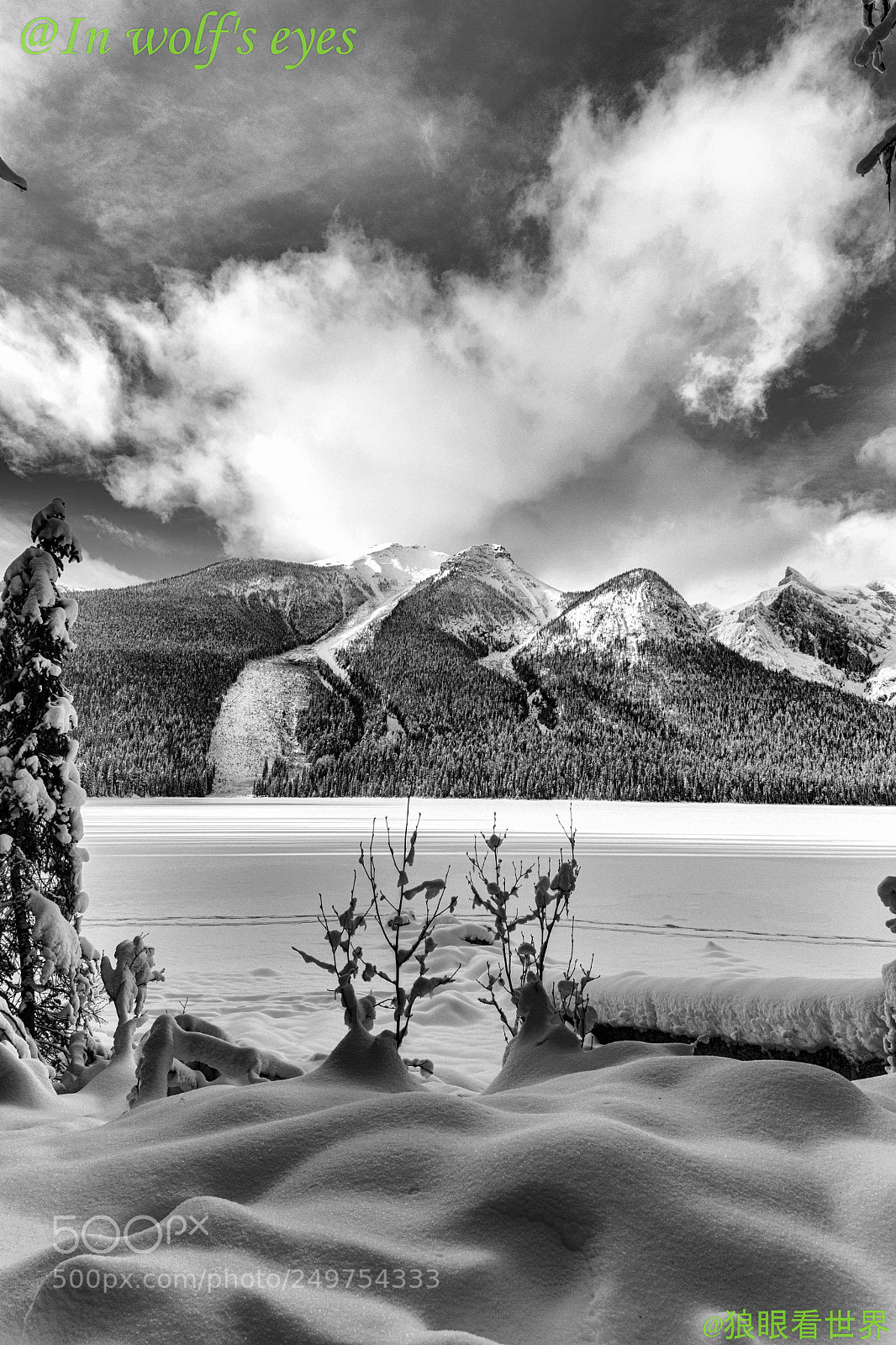 Nikon D500 sample photo. Black & white, canada photography