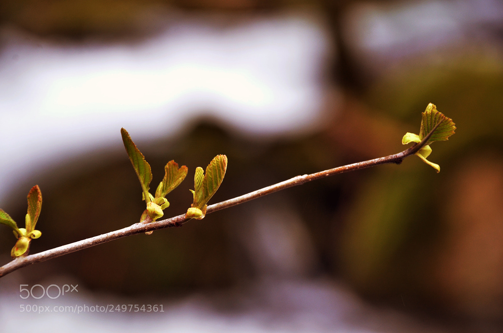 Nikon D7000 sample photo. Nature things photography