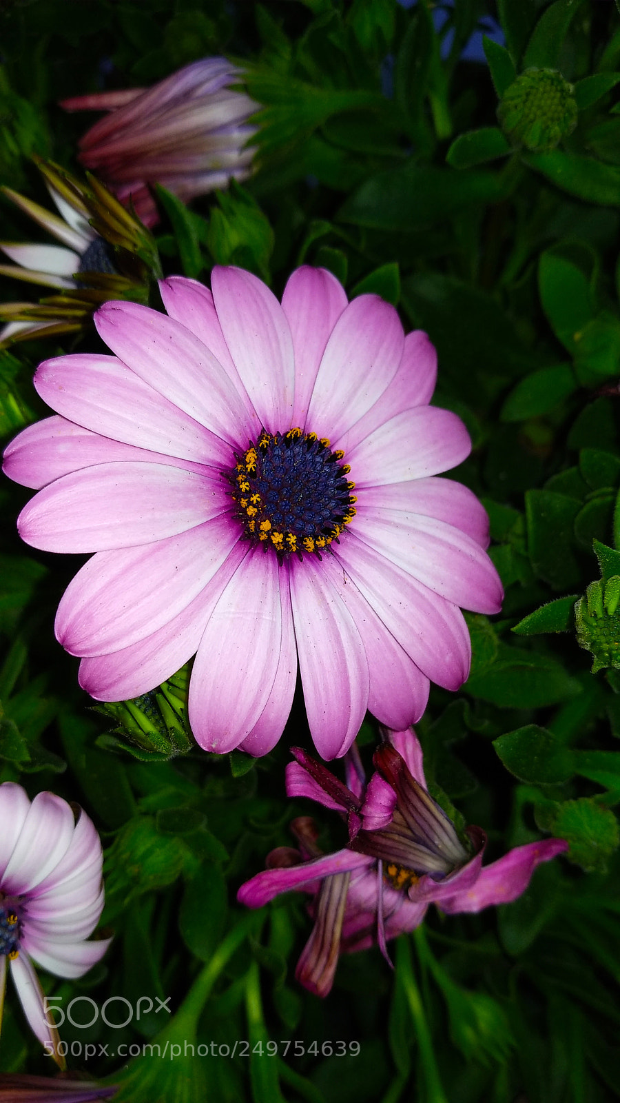 Xiaomi MI MAX 2 sample photo. Purple photography