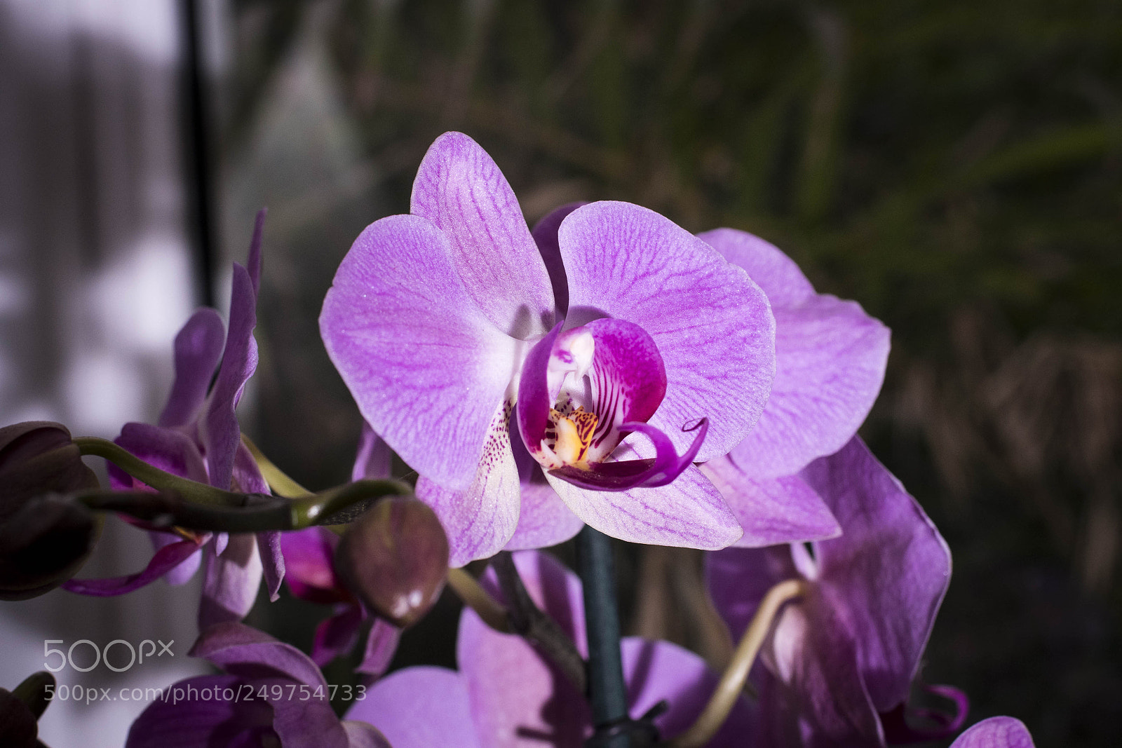 Nikon D5500 sample photo. Untitled photography