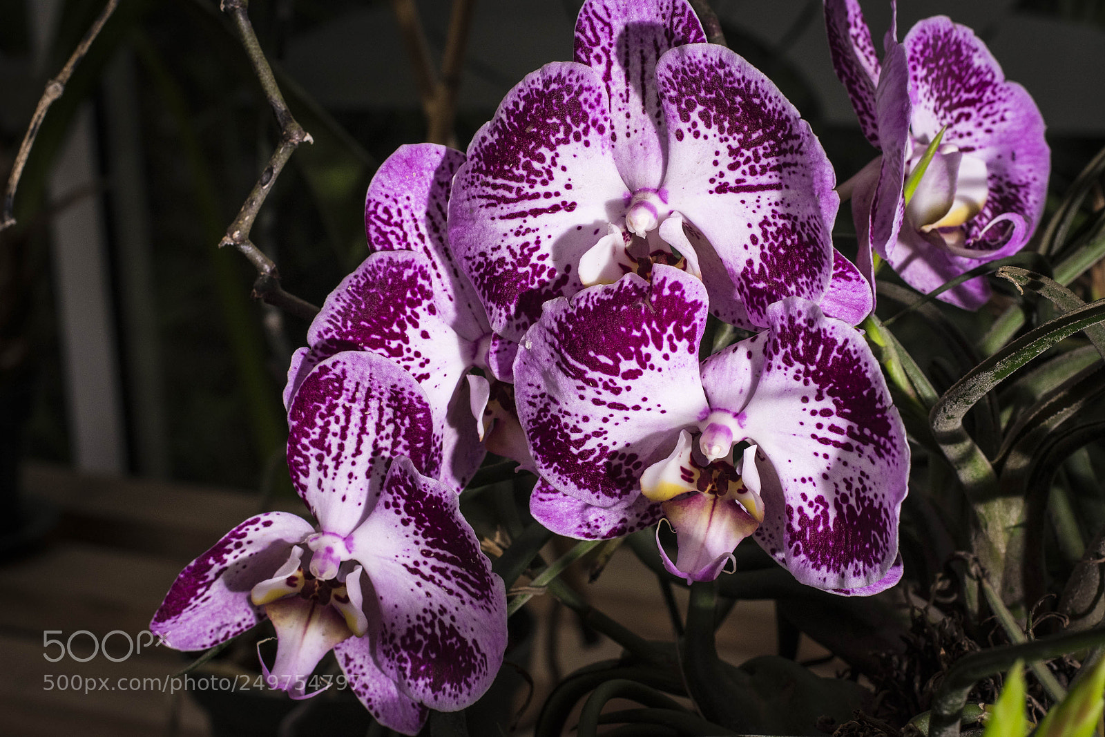 Nikon D5500 sample photo. Untitled photography