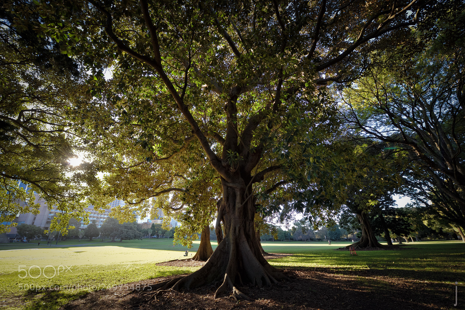 Nikon D810 sample photo. Australia photography