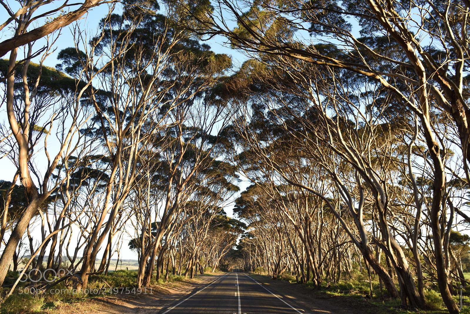 Nikon D810 sample photo. Australia photography