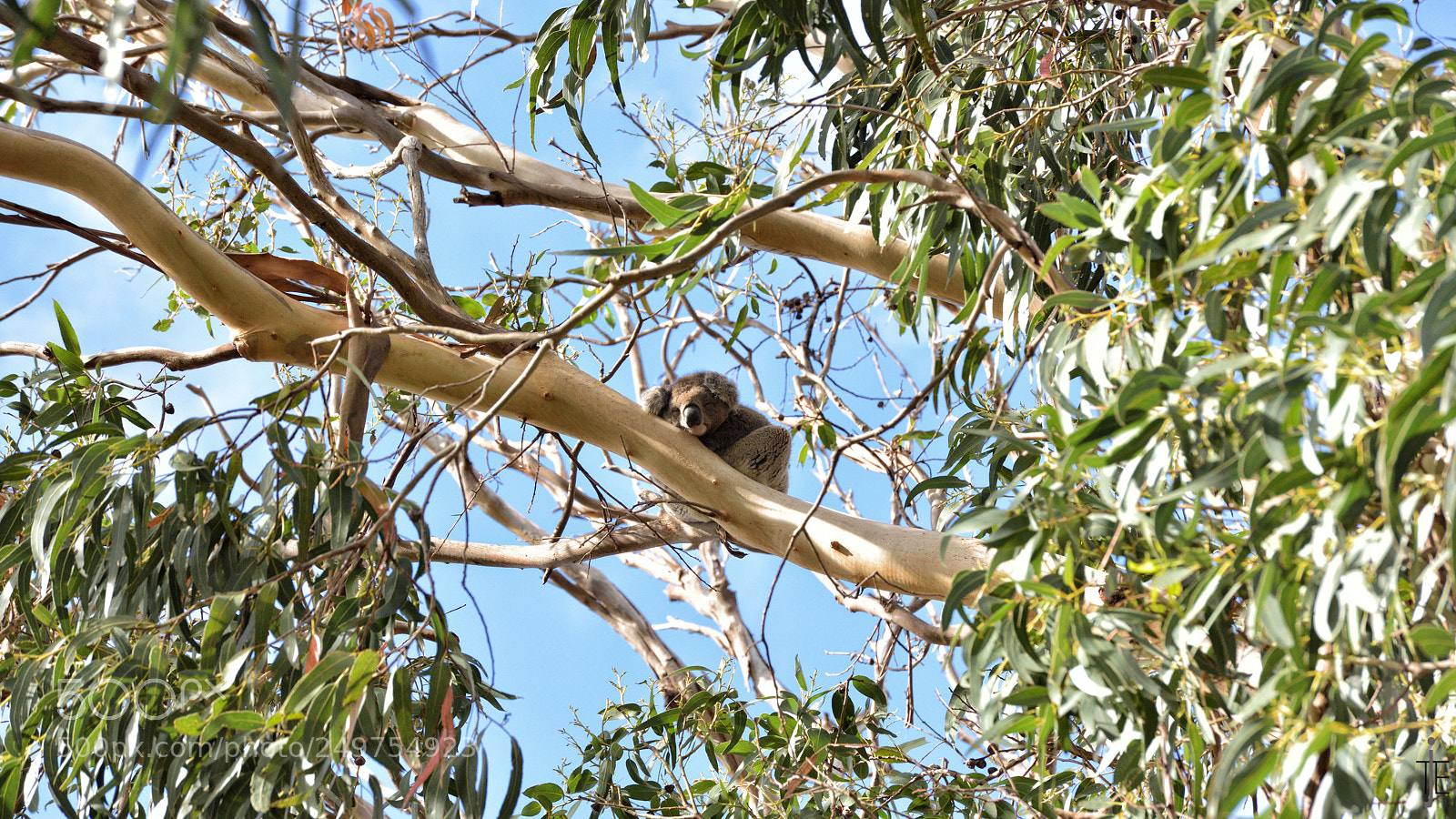 Nikon D810 sample photo. Australia photography