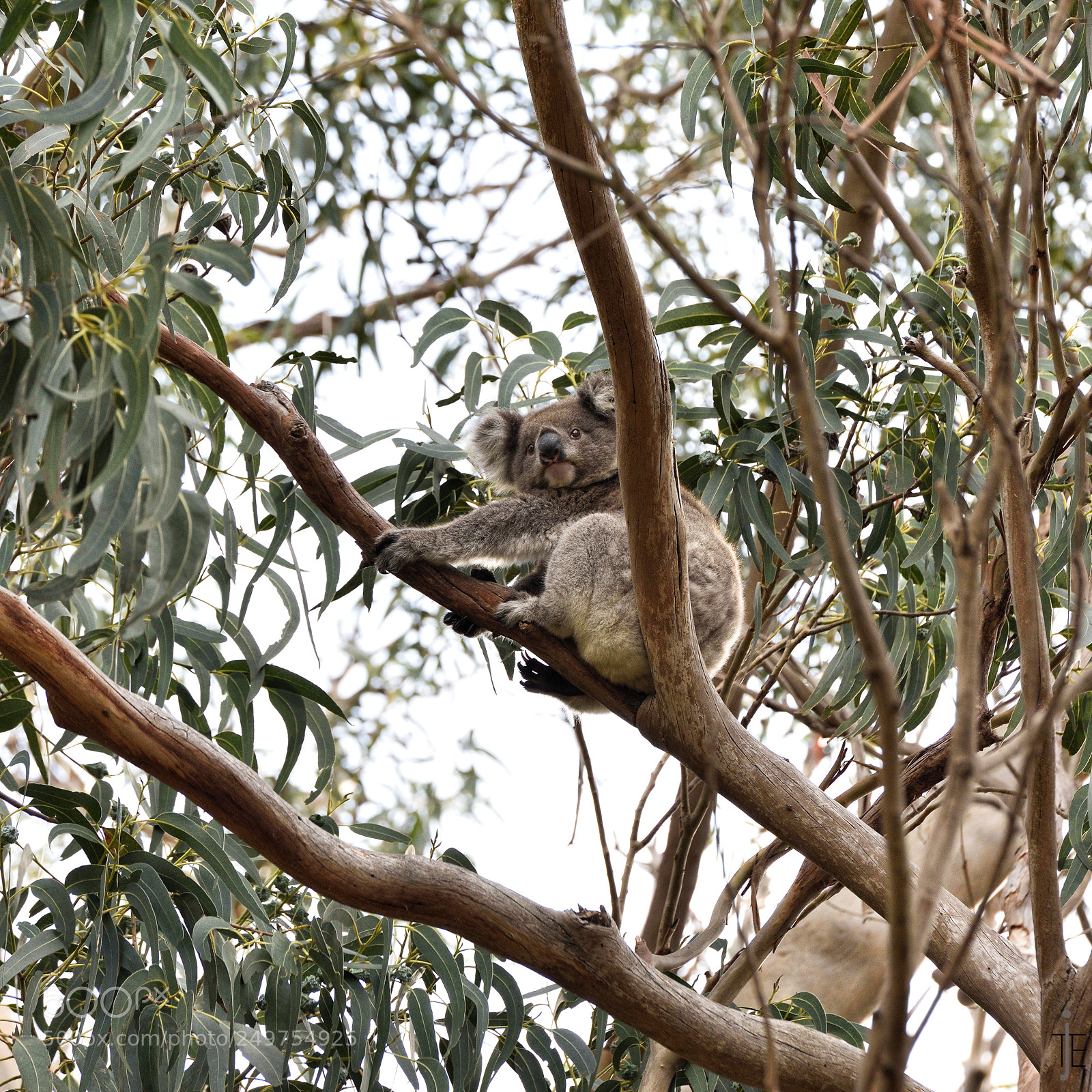 Nikon D810 sample photo. Australia photography