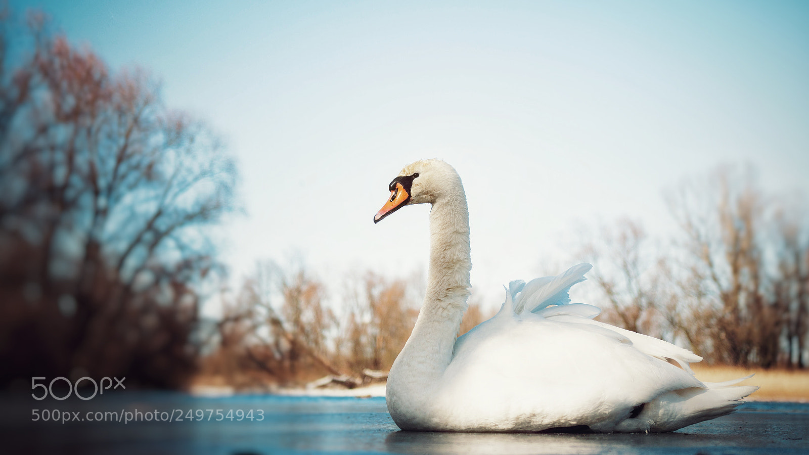 Nikon D7100 sample photo. Swan lake photography