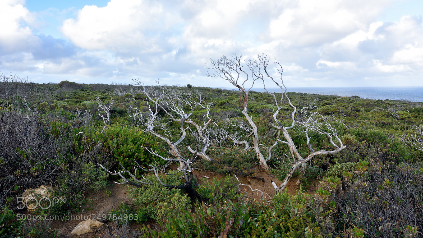 Nikon D810 sample photo. Australia photography