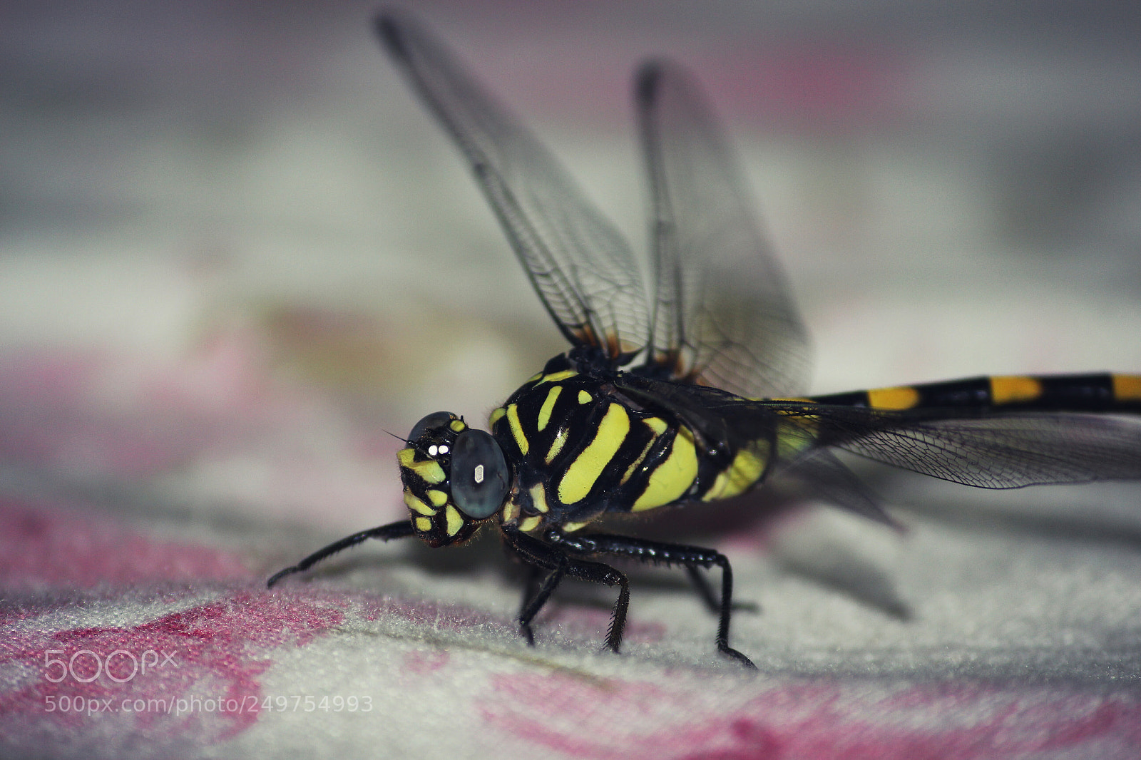 Canon EOS 700D (EOS Rebel T5i / EOS Kiss X7i) sample photo. Dragon fly photography