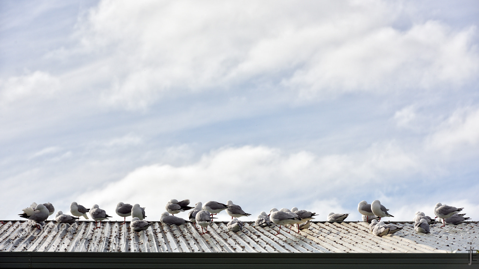 Nikon D810 sample photo. Australia photography