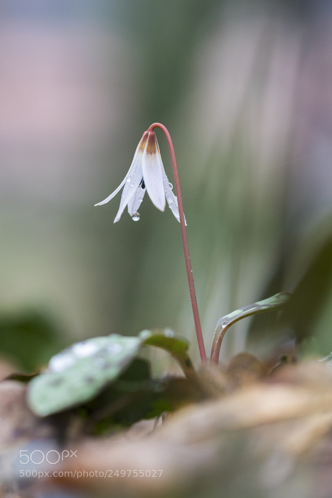 Canon EOS 7D Mark II sample photo. Dente di cane photography