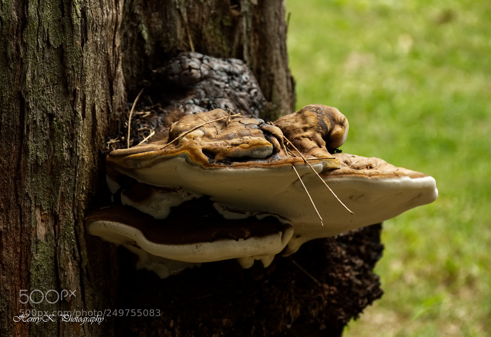 Nikon D3200 sample photo. Tree stem fungus photography