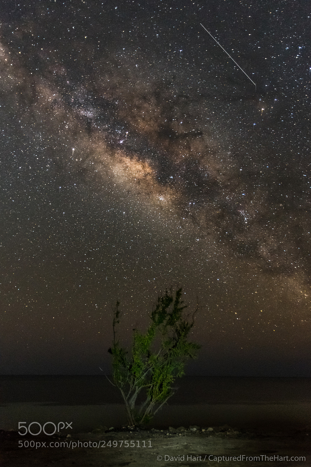 Nikon D500 sample photo. Lonely tree under the photography