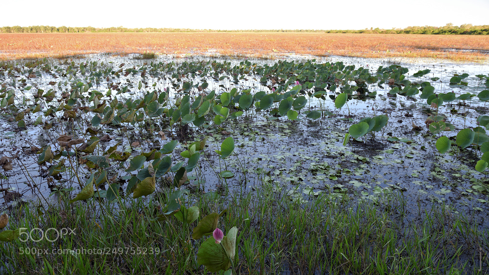Nikon D810 sample photo. Australia photography