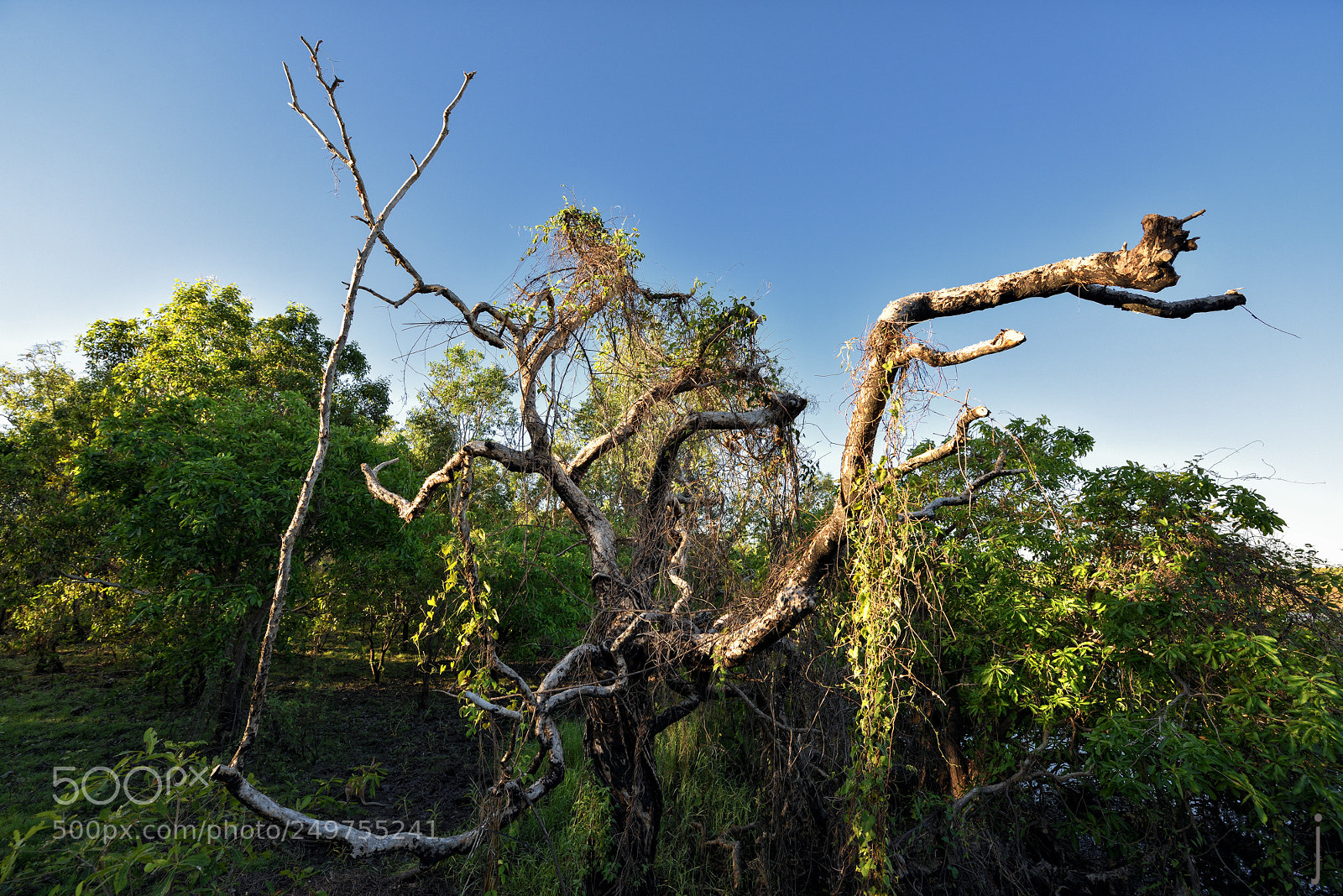 Nikon D810 sample photo. Australia photography