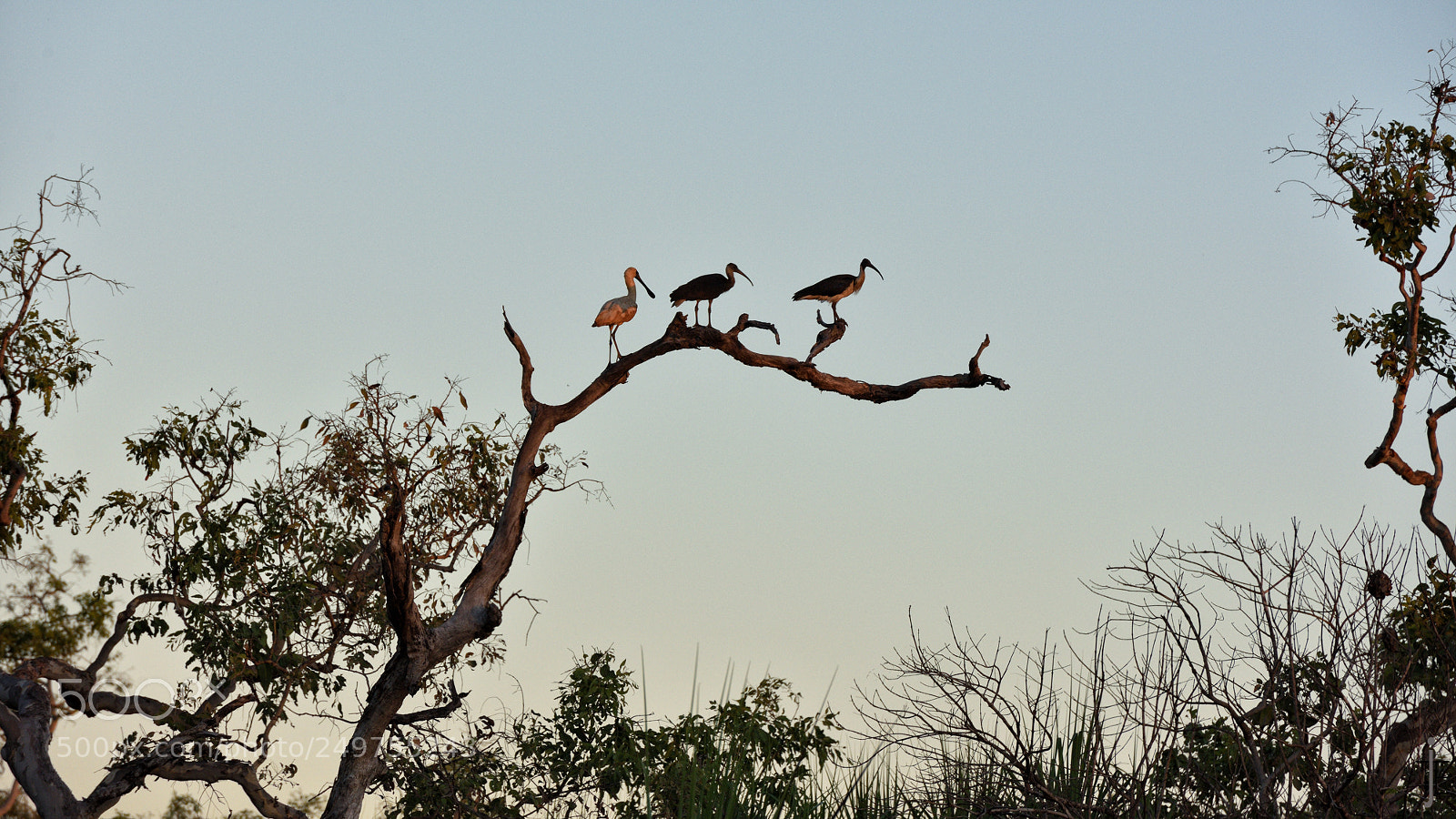 Nikon D810 sample photo. Australia photography