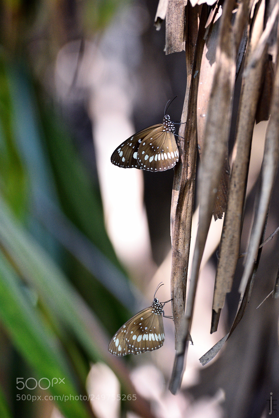 Nikon D810 sample photo. Australia photography