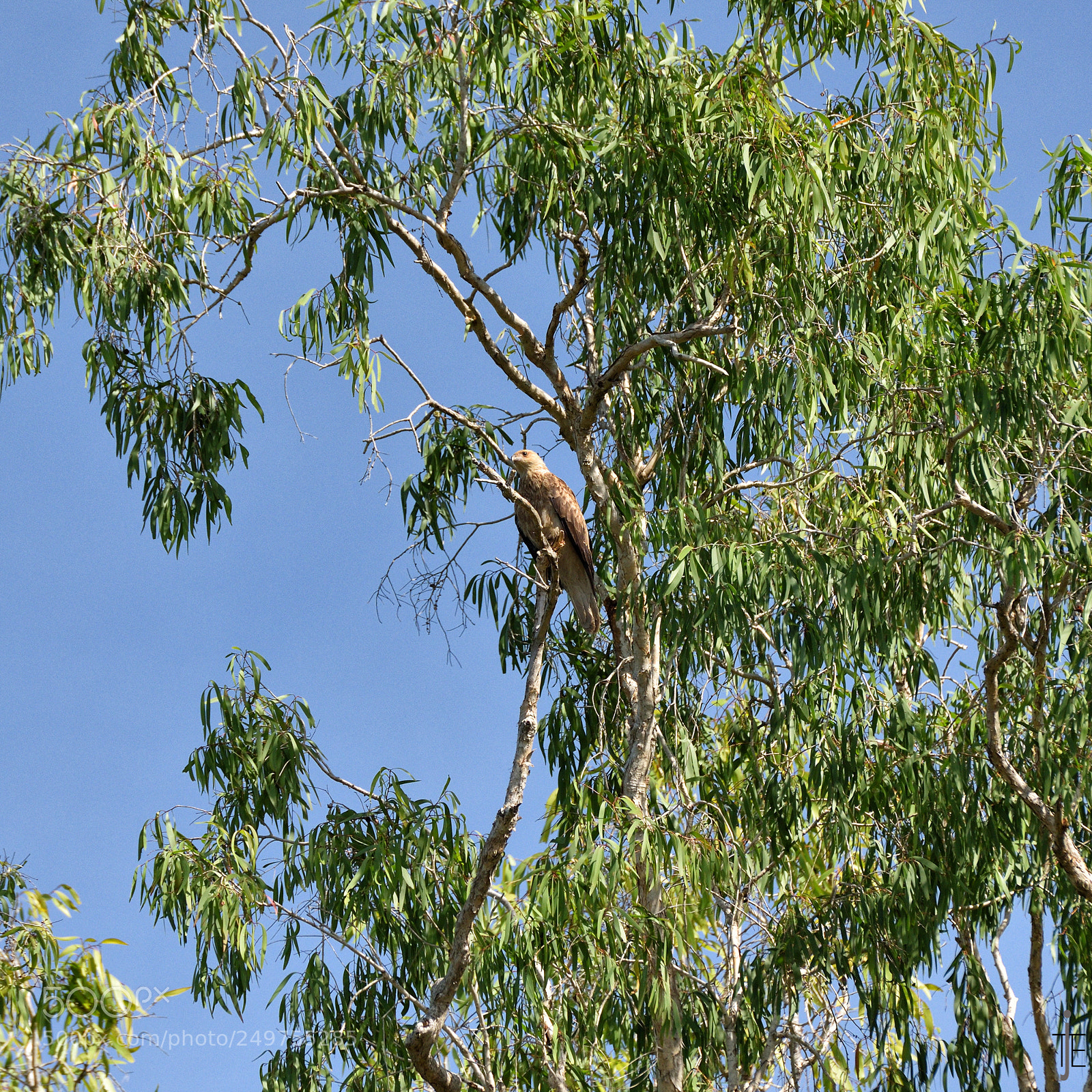 Nikon D810 sample photo. Australia photography