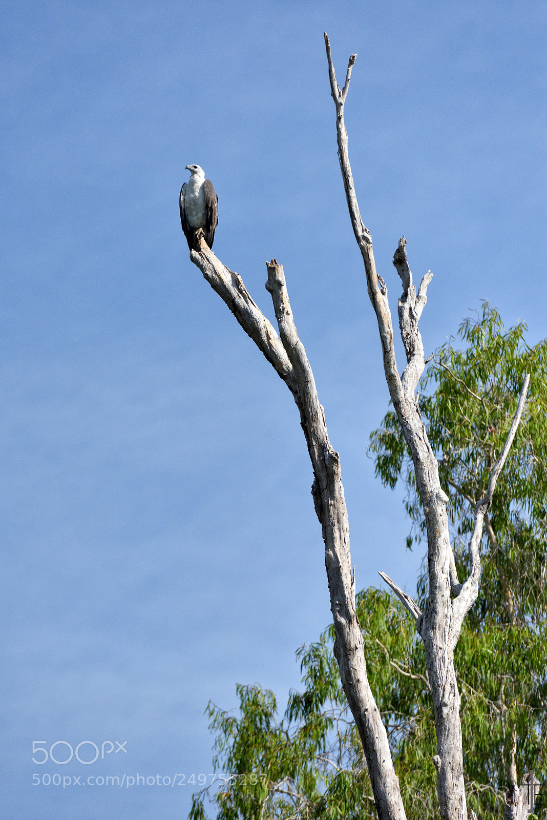 Nikon D810 sample photo. Australia photography
