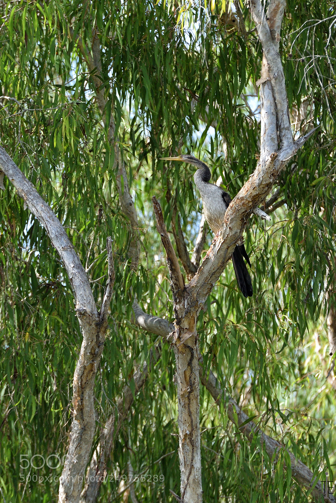 Nikon D810 sample photo. Australia photography
