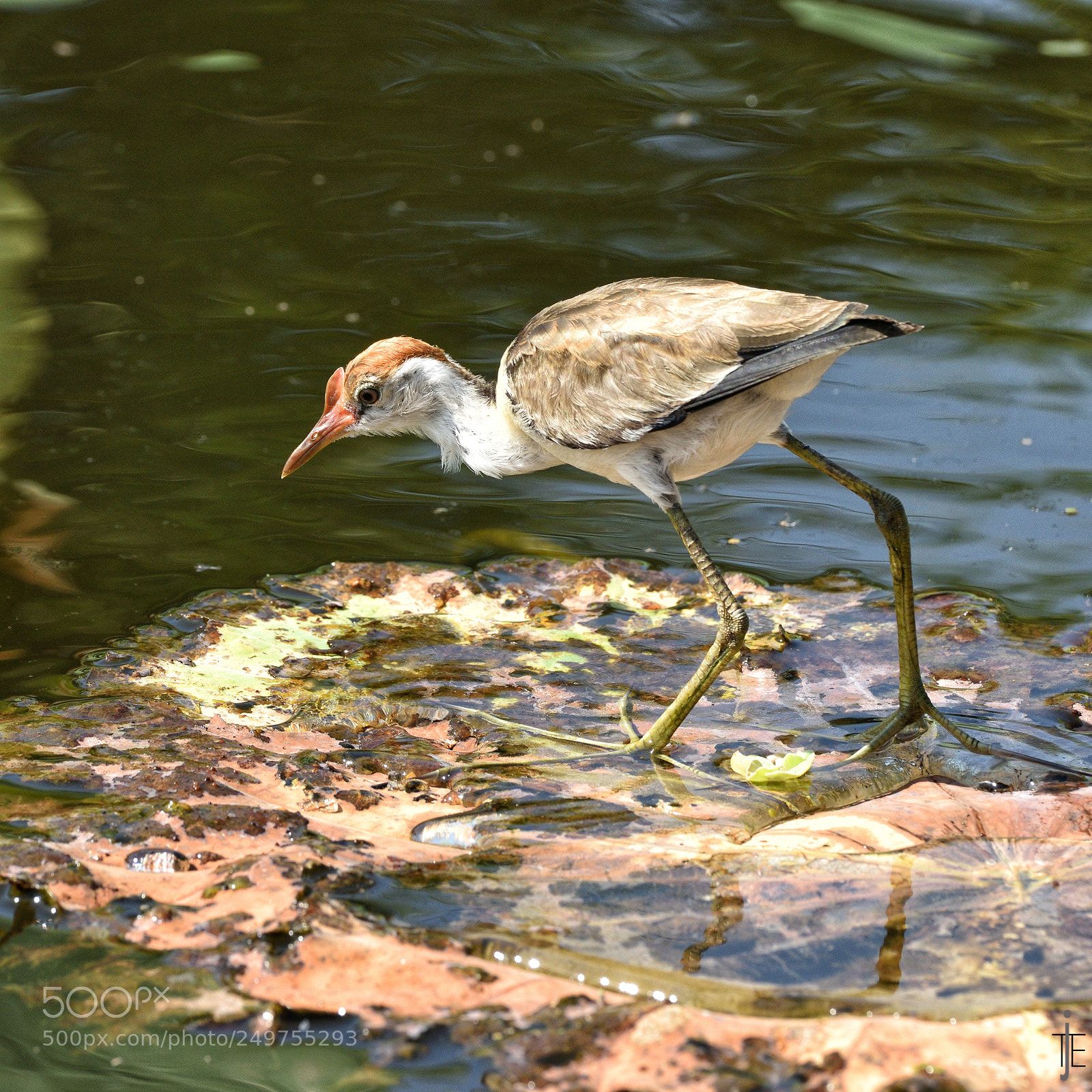 Nikon D810 sample photo. Australia photography