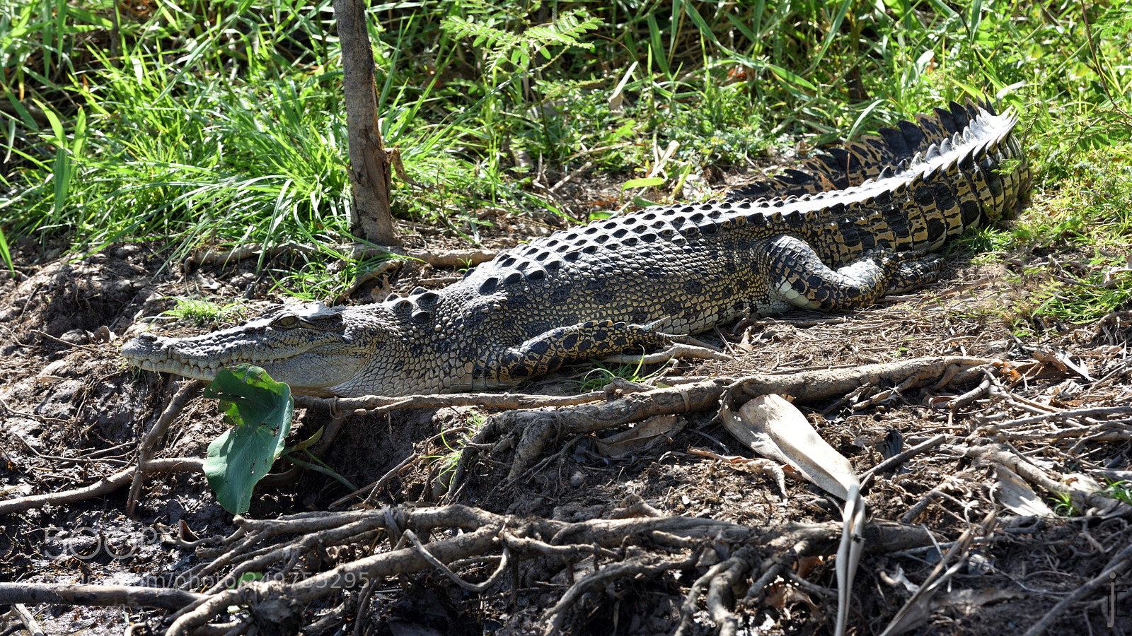 Nikon D810 sample photo. Australia photography