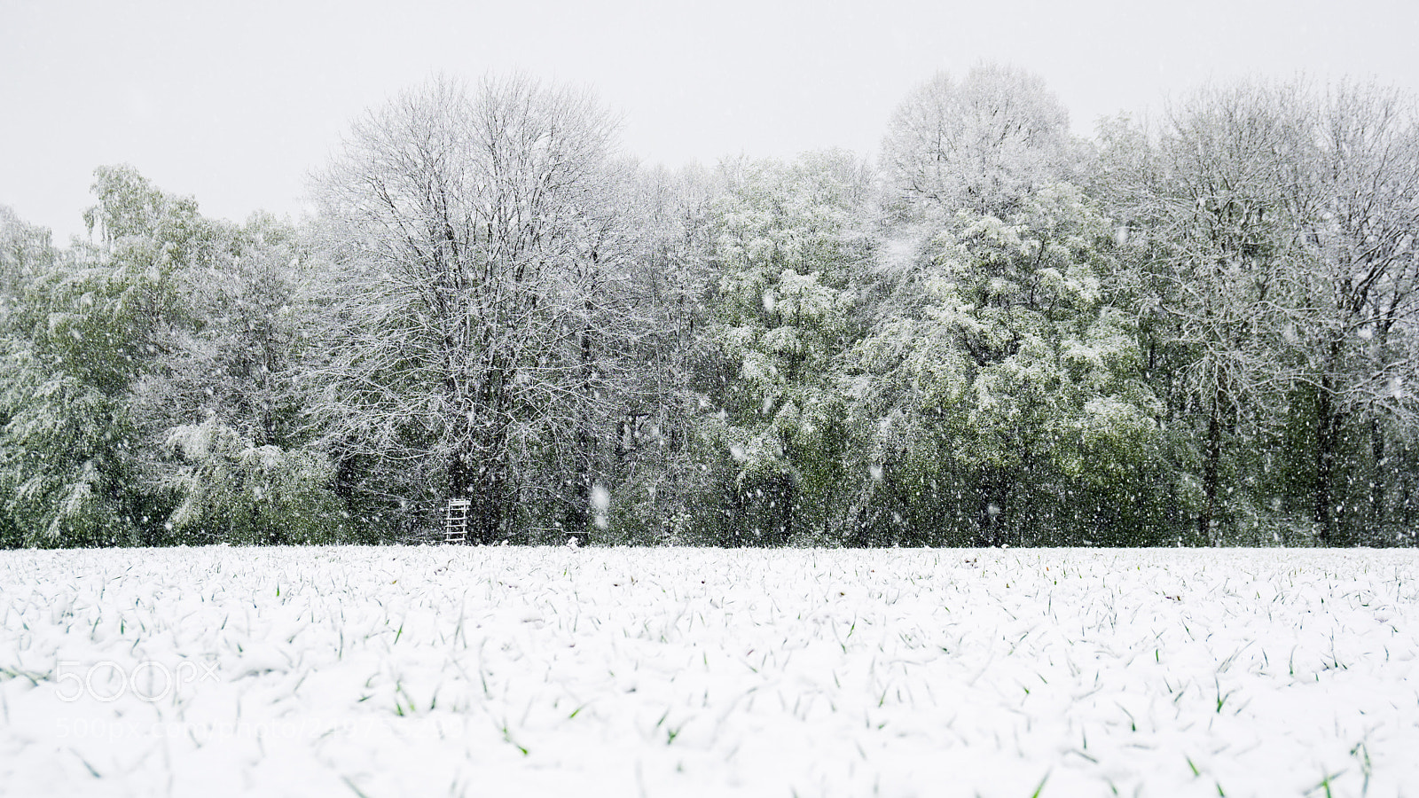 Sony a6000 sample photo. Green leaves and white photography