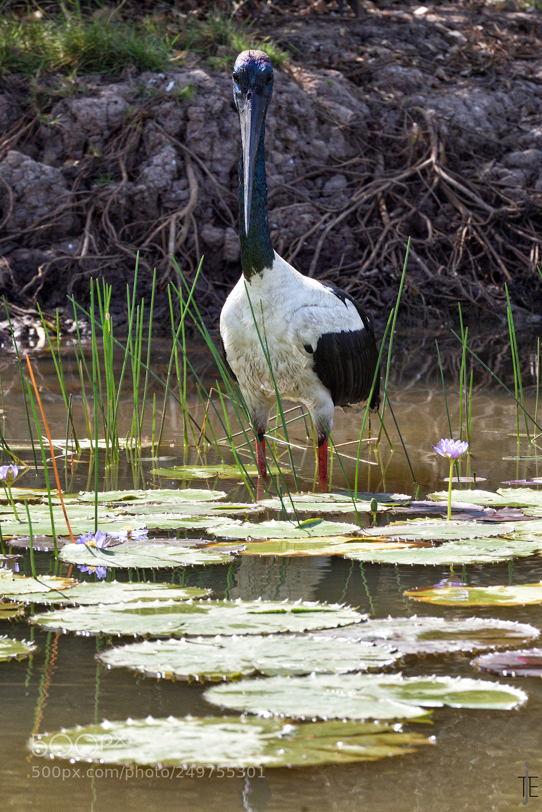 Nikon D810 sample photo. Australia photography