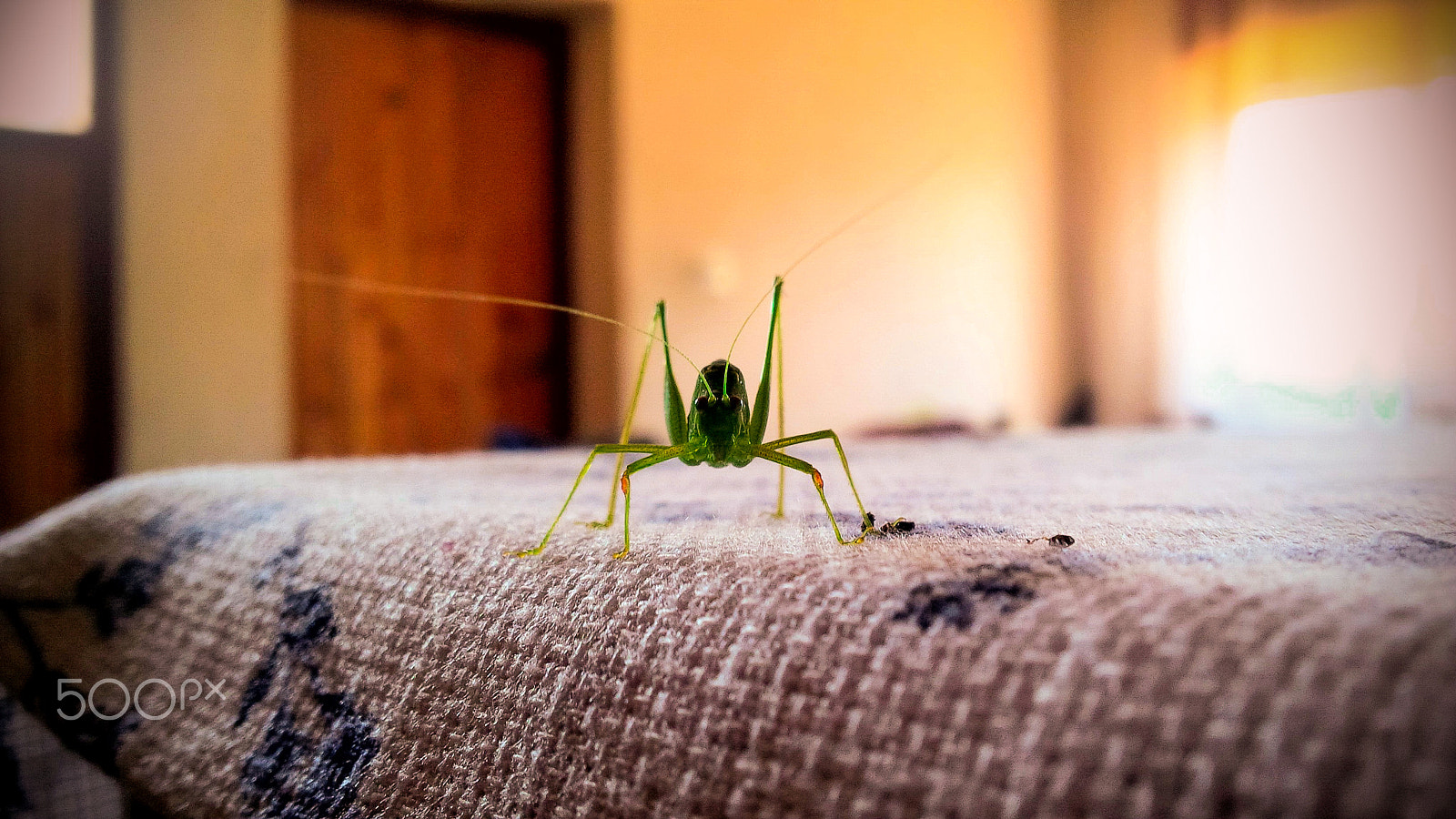 BlackBerry Z10 sample photo. One hop, two hops photography