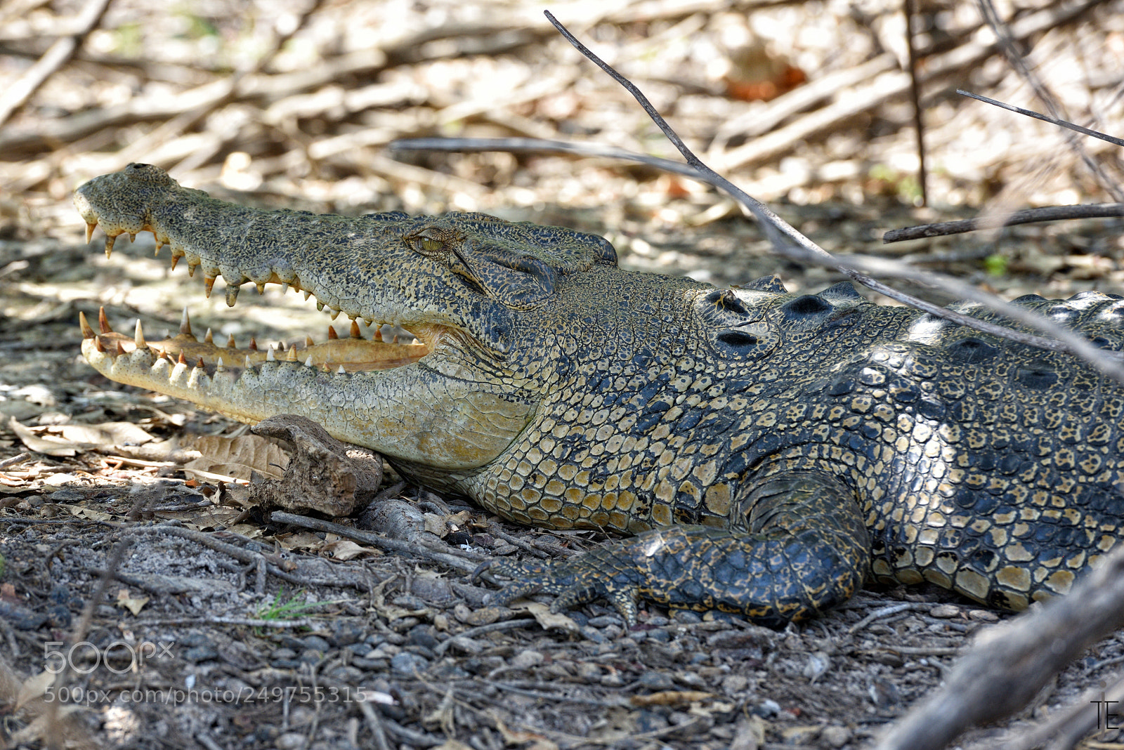 Nikon D810 sample photo. Australia photography