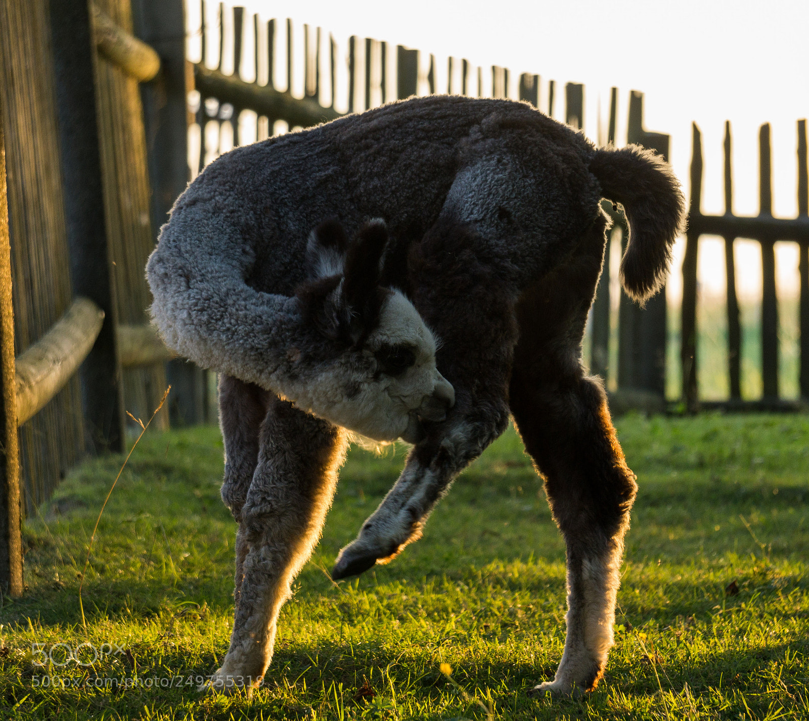 Sony a6000 sample photo. In the evenning light photography