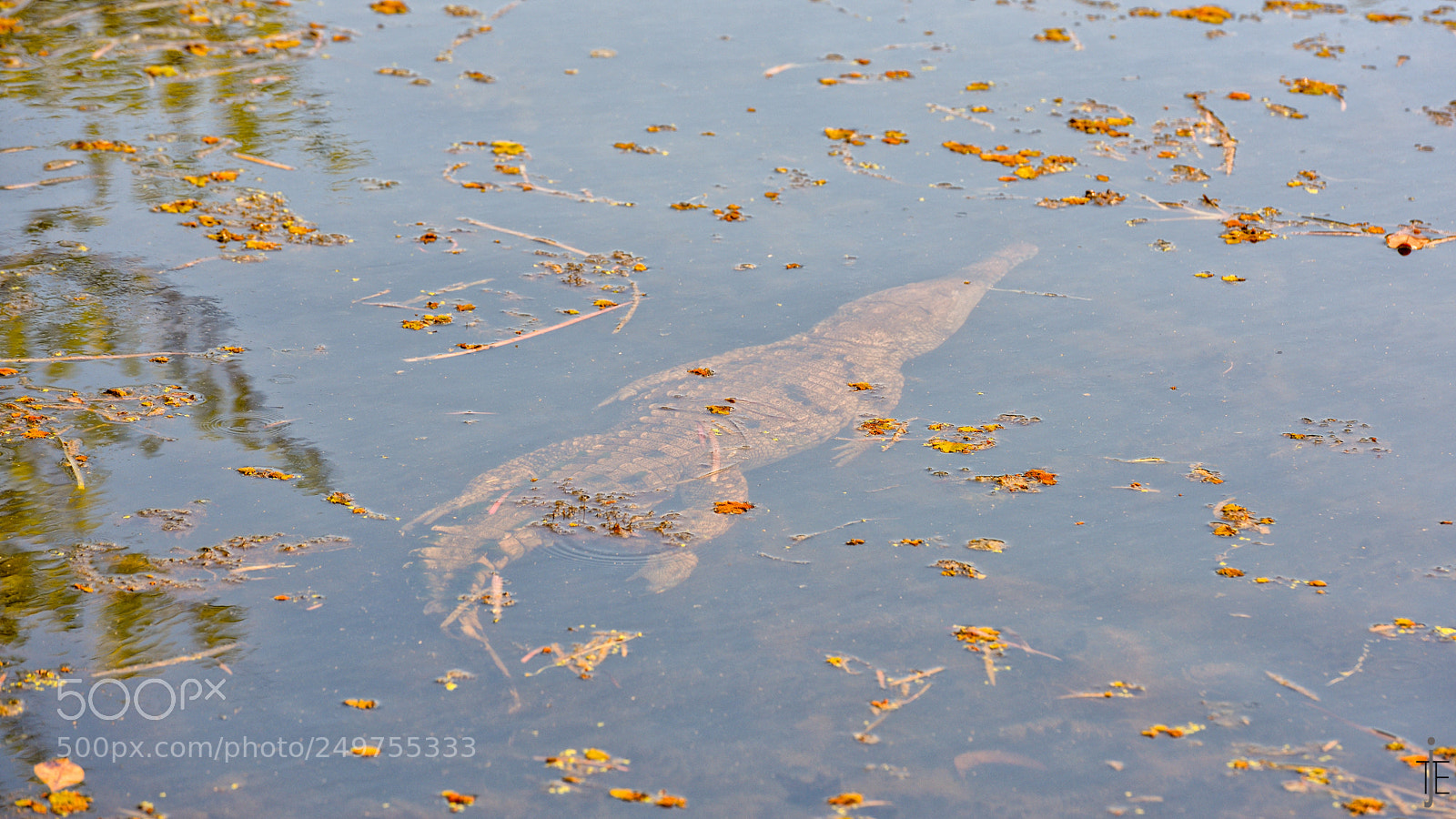 Nikon D810 sample photo. Australia photography