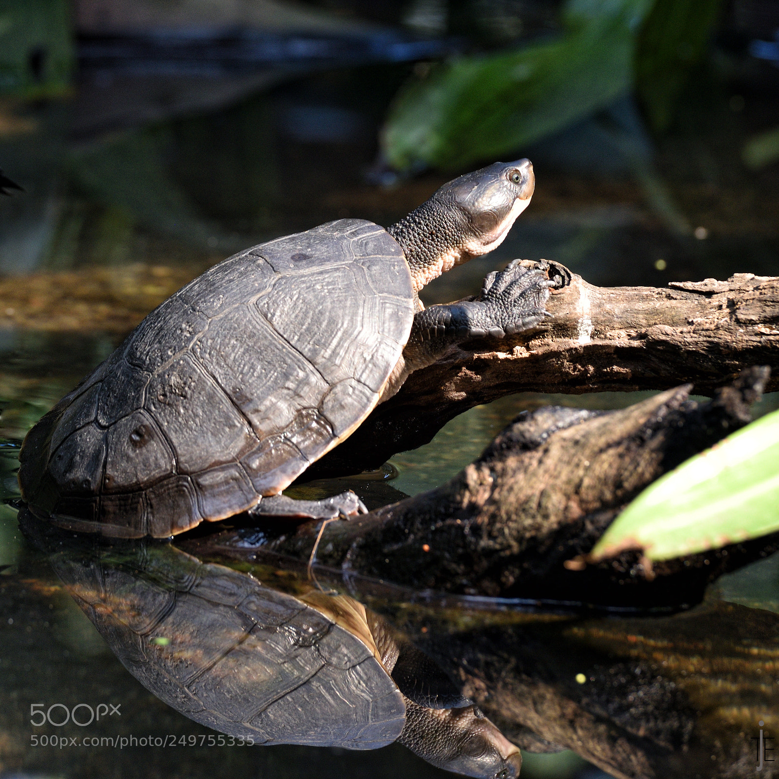 Nikon D810 sample photo. Australia photography