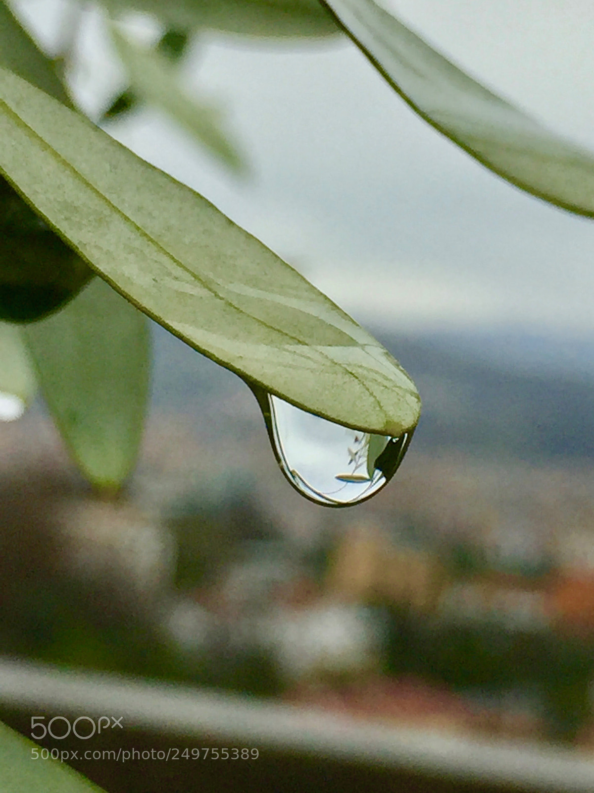 Apple iPhone 6 Plus sample photo. Rainy day... photography