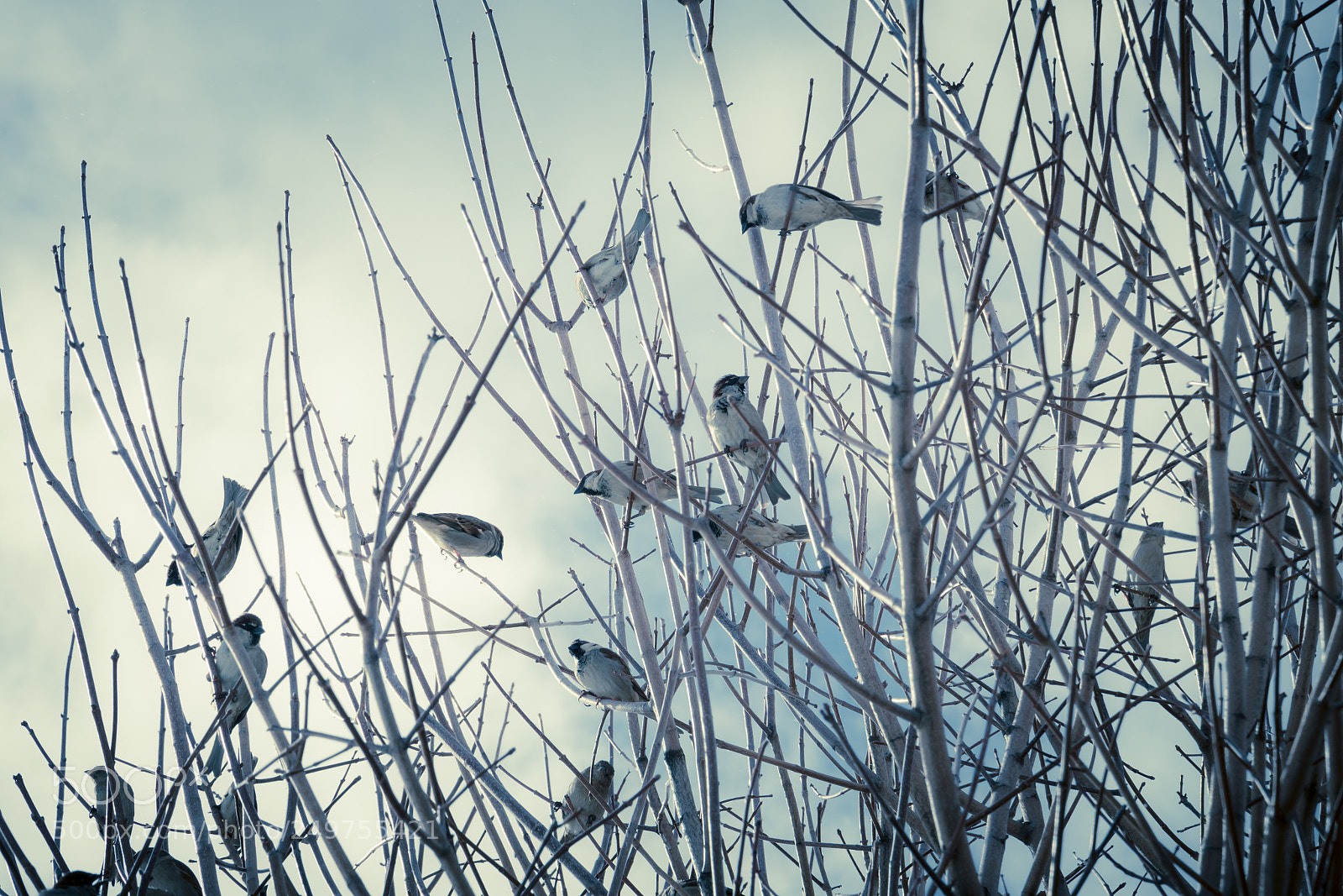 Nikon D500 sample photo. Birds tree  photography