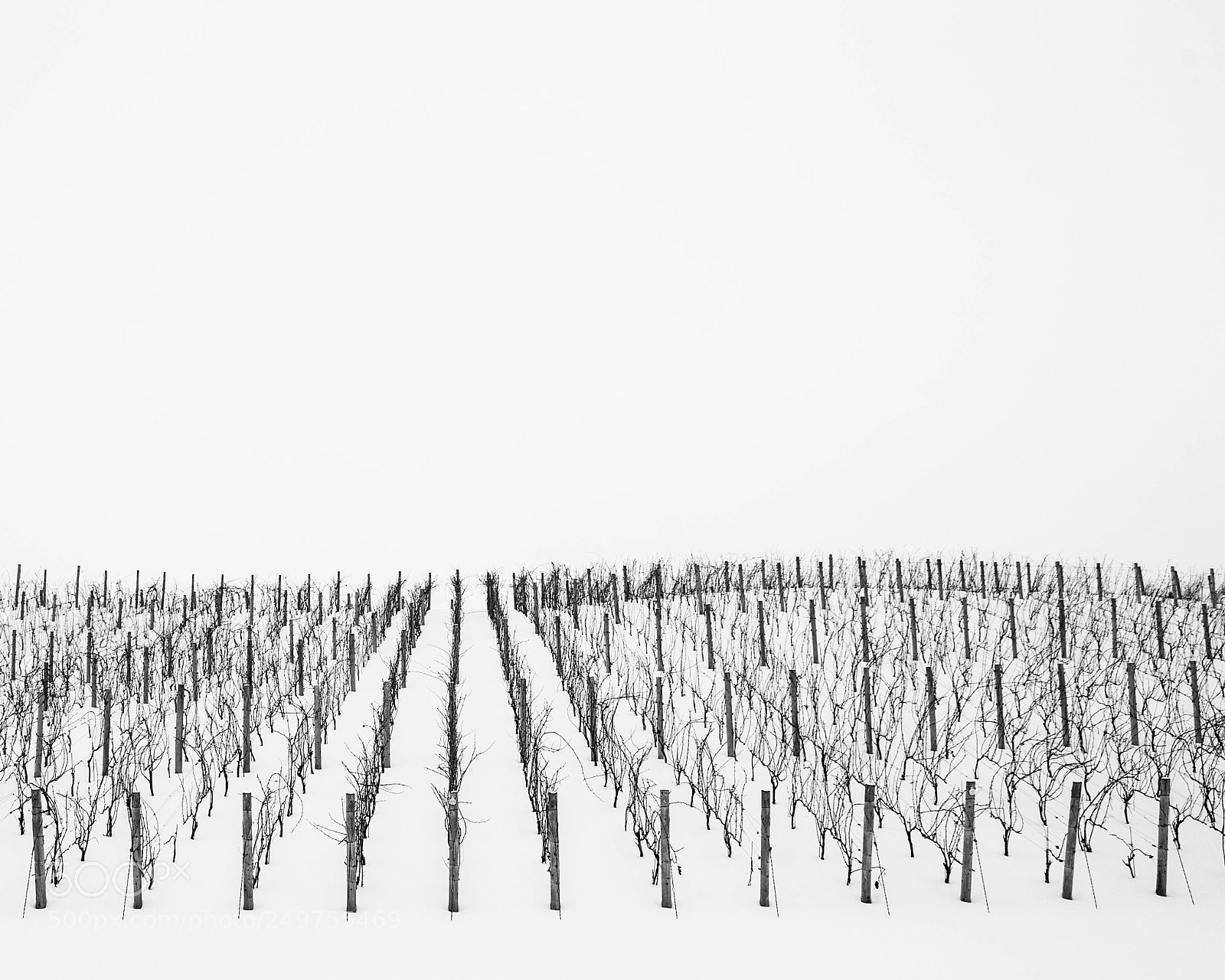Nikon D3100 sample photo. Vineyard photography