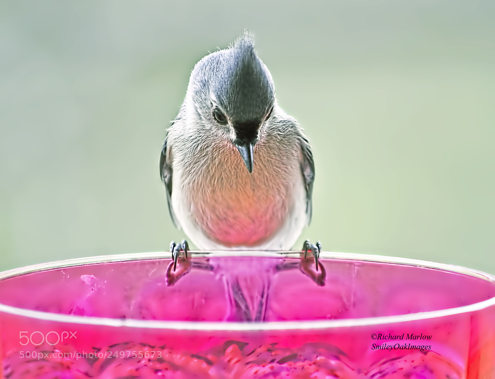 Nikon D5000 sample photo. Titmouse photography