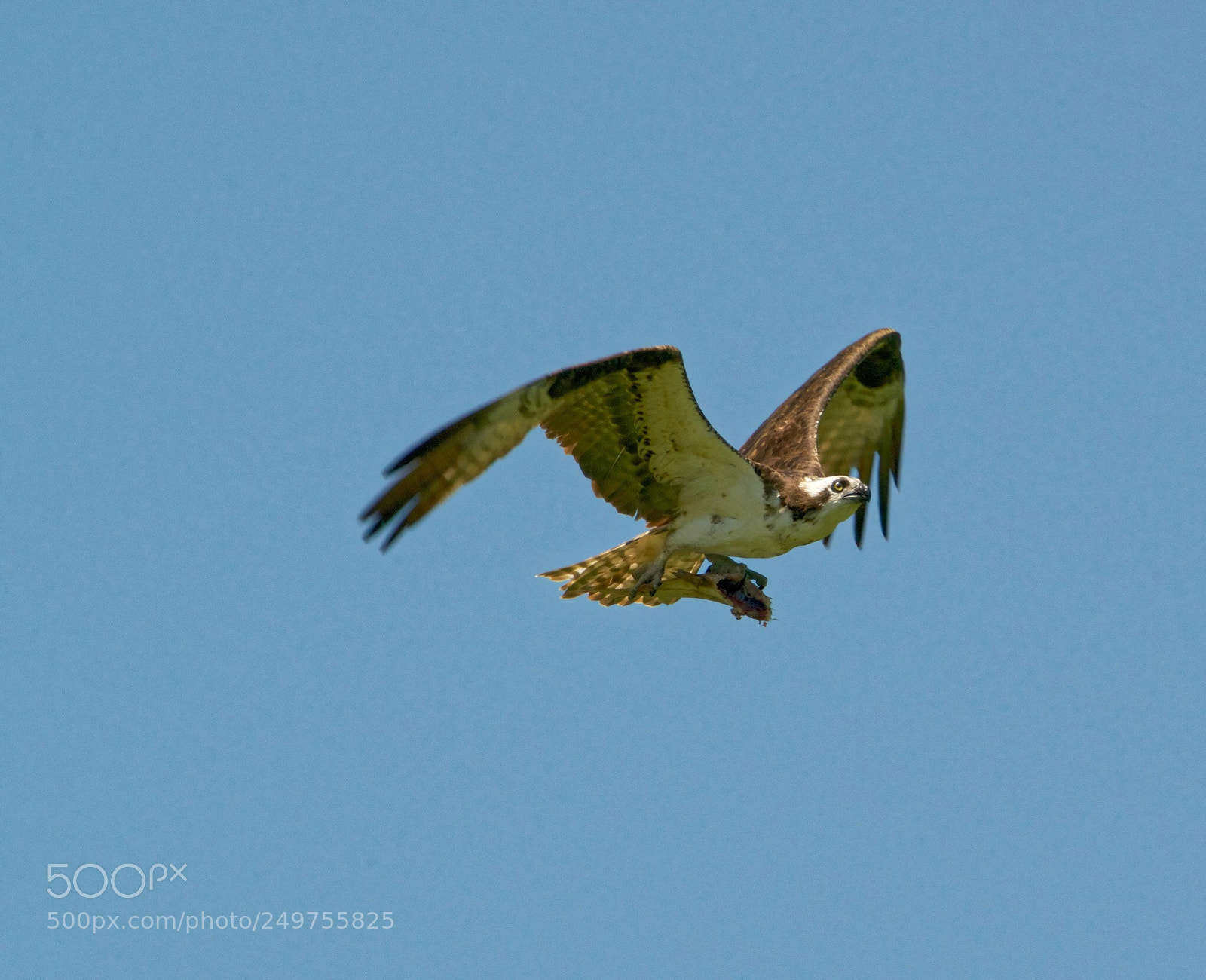 Nikon D800 sample photo. Osprey  photography