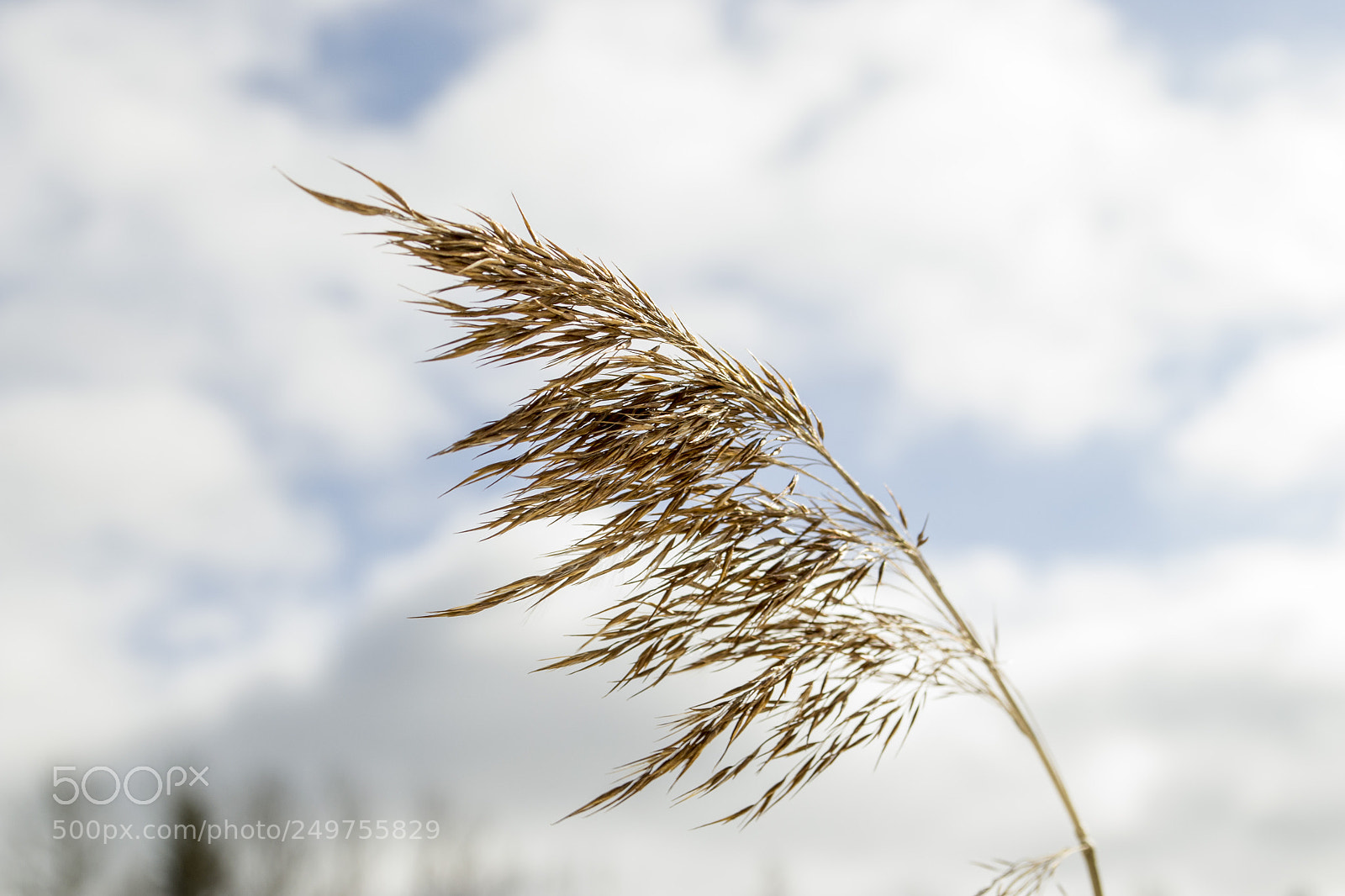 Nikon D3100 sample photo. колос photography